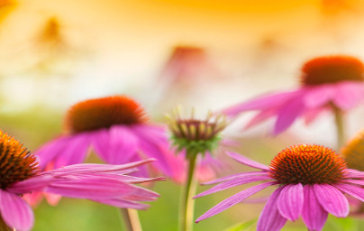 Пурпурна ехинацея (Echinacea purpurea) Пурпурна ехинацея (Echinacea purpurea)